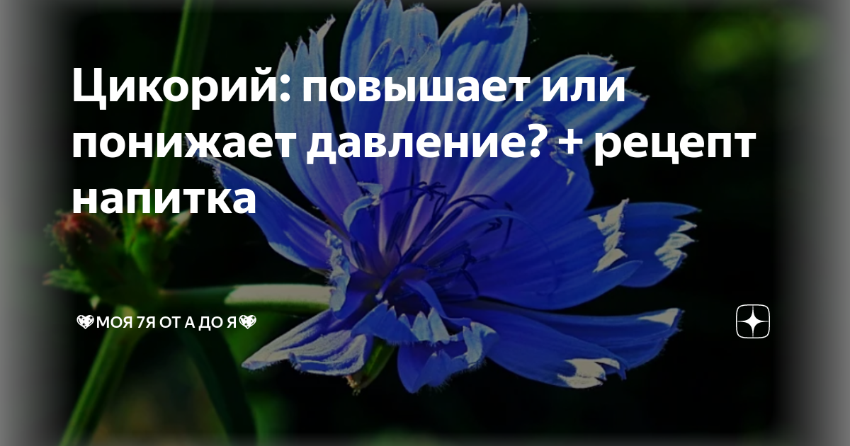 Цикорий понижает или поднимает. Цикорий и давление повышает или понижает давление. Цикорий поднимает давление или снижает. Цикорий понижает давление или нет. Цикорий повышает давление или снижает.