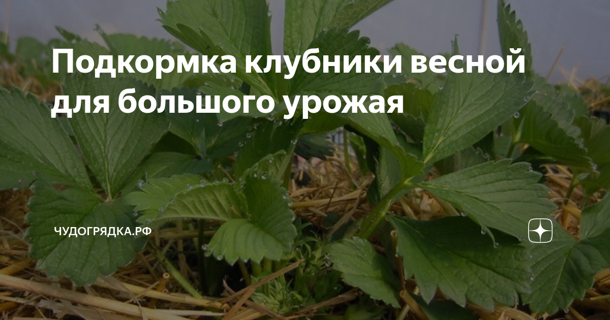 Подкормка клубники весной для большого урожая | Чудогрядка.рф | Дзен
