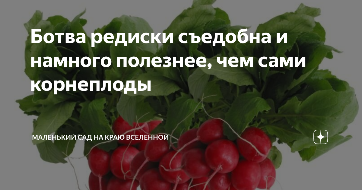 Ботва редиса польза. Ботва редиски. ботва редиски польза. ботва редиса можно ли есть.