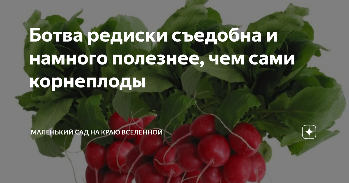 Ботва редиса польза. Ботва редиски. Ботва редиски польза. Ботва редиса можно ли есть.