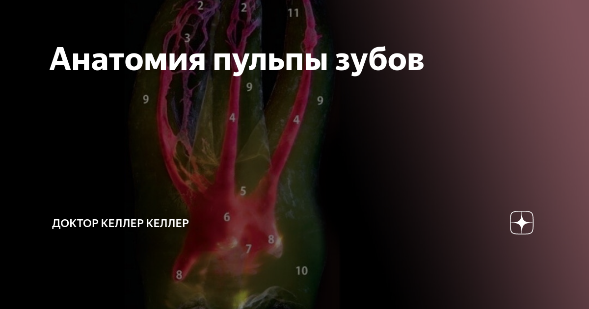 Анатомия пульпы зубов | Семейная стоматология "Доктор Келлер" | Дзен