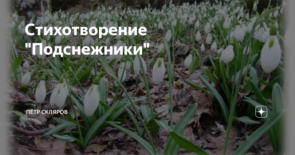 Александрова подснежник стихотворение. Стих про Подснежник. Фокина подснежники стихотворение.