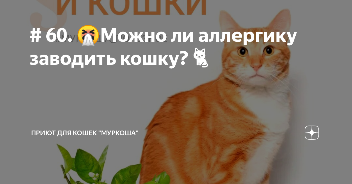 как подружитт котёнка и кота. домашние животные для квартиры. завести котенка в квартире. можно ли заводить кошек. много животных в квартире.