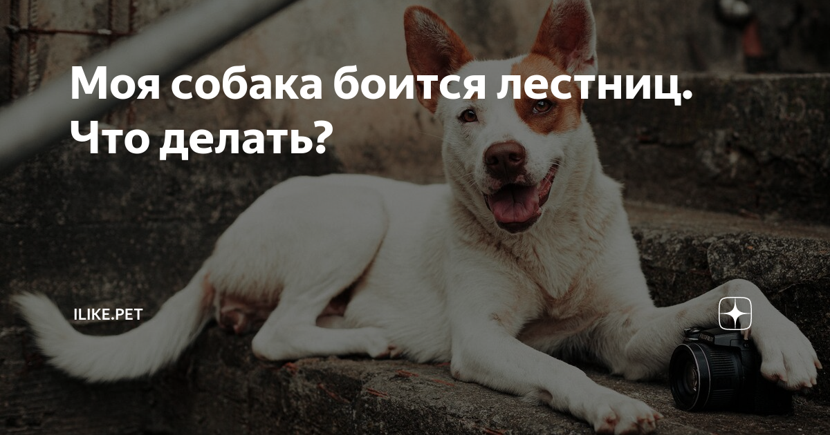 Как помочь маленькой собачке спуститься по лестнице безопасно: простой способ хозяина