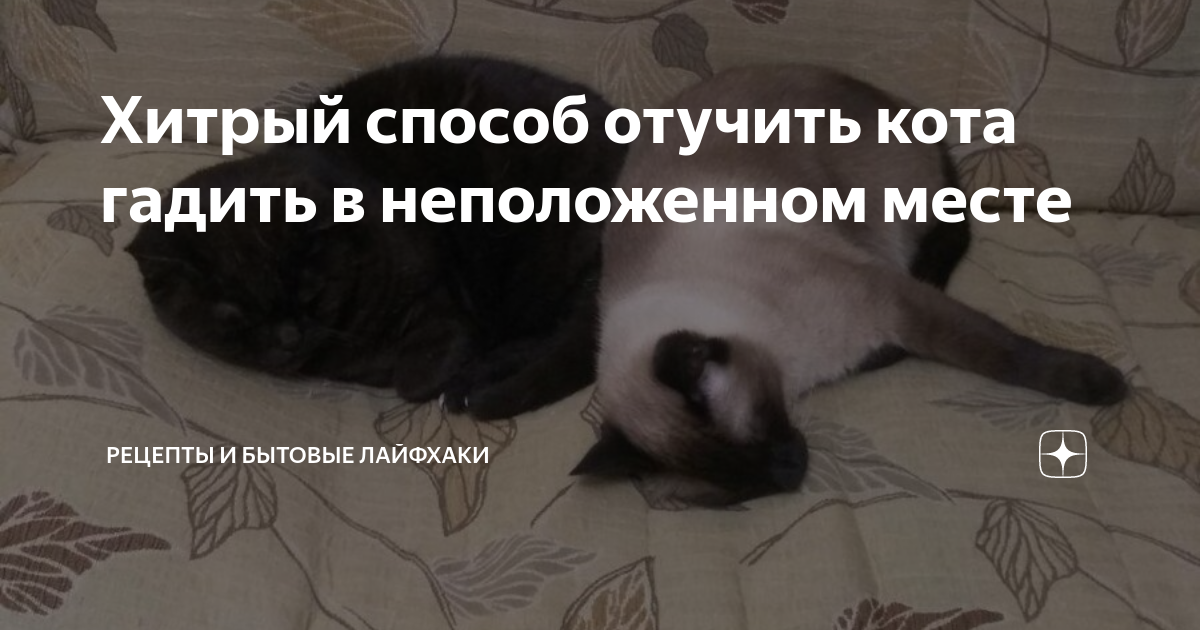 Почему кошки гадят в неположенном месте. Как отучить кота гадить в неположенном месте. Как отучить котёнка гадить в неположенном месте. Как отучить кота гадить. Как отучить кошку гадить в неположенном.