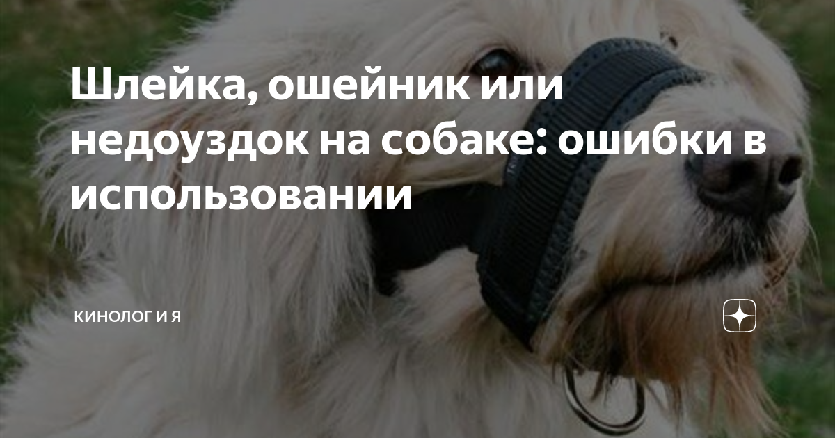 Недоуздок - аксессуар для тянущих собак | астонсобытие.рф - сайт о собаках