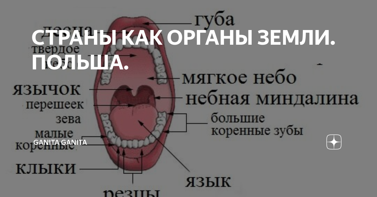 Земля органы