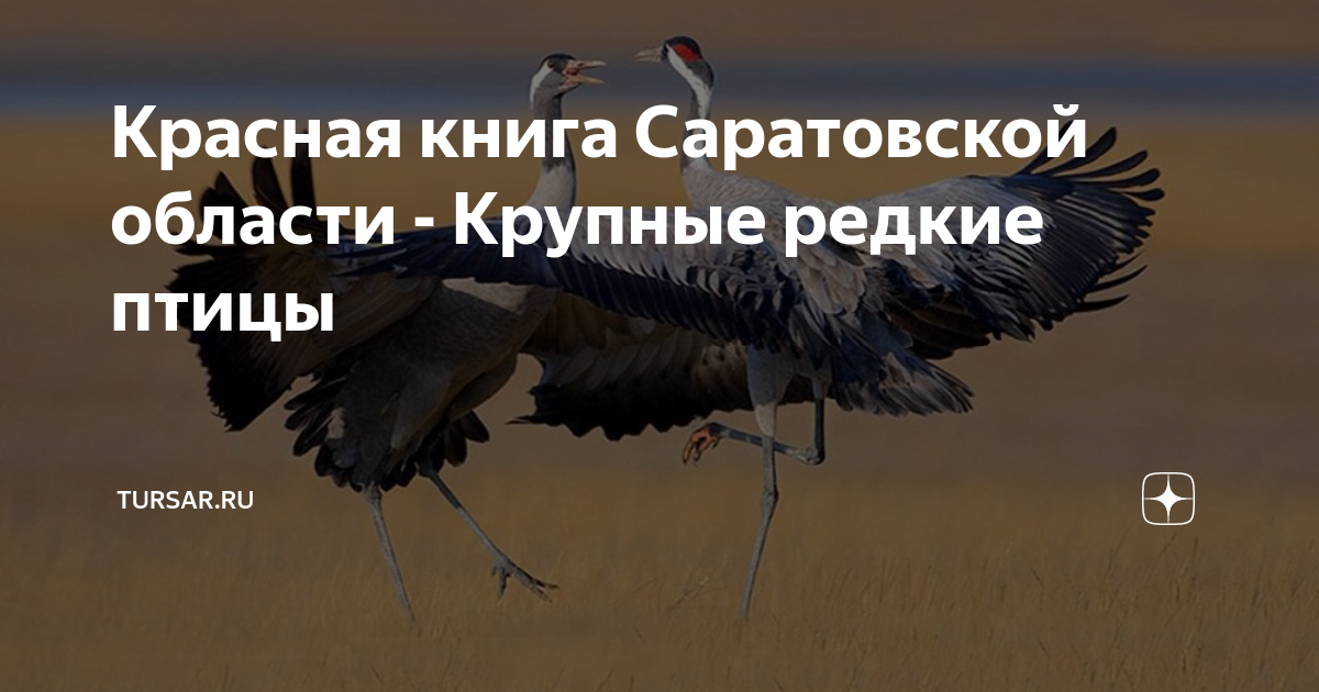 Красная книга Саратовской области - Крупные редкие птицы | tursar.ru | Дзен