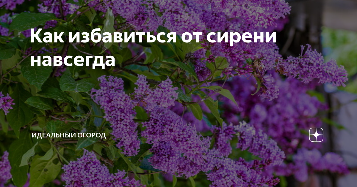 Поросль сирени. Как избавиться от сирени. Как избавиться от зарослей сирени. Как избавиться от поросли сирени. Как вывести сирень с участка навсегда