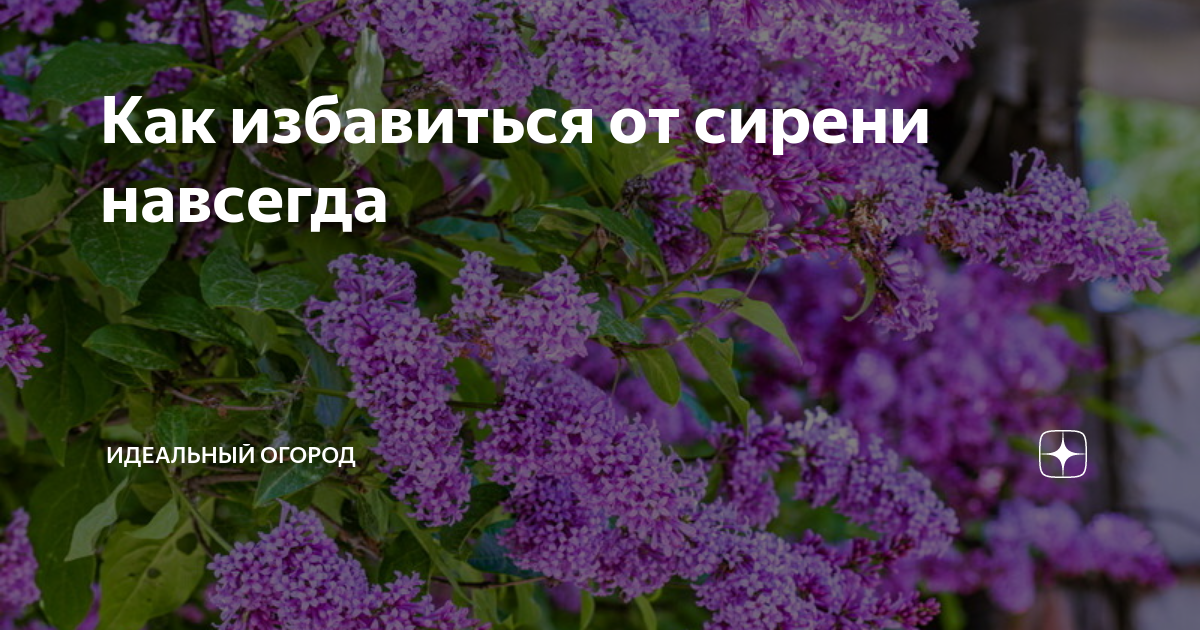 Как избавиться от сирени. Поросль сирени. Корневая поросль сирени. Как избавиться от сирени навсегда. Как избавиться от сирени на участке навсегда.