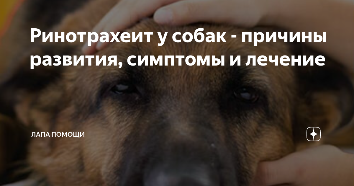 Симптомы ринотрахеита у собак