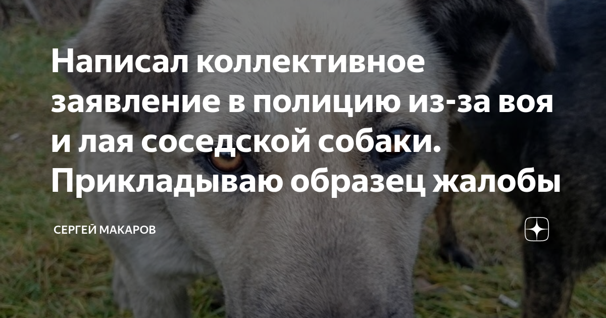 Если у соседей лает собака. Вой собак у соседей. Заявление на вой собаки. Обращение в полицию из за лая собаки. Жалуются соседи на вой собаки.