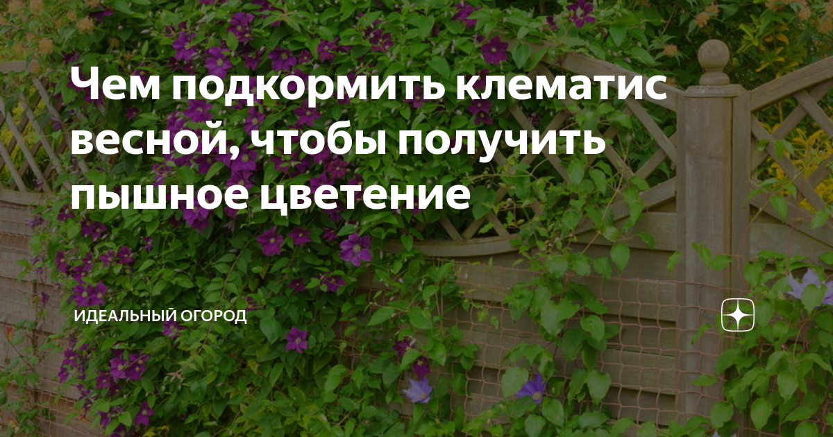 Клематис подкормка летом для обильного цветения