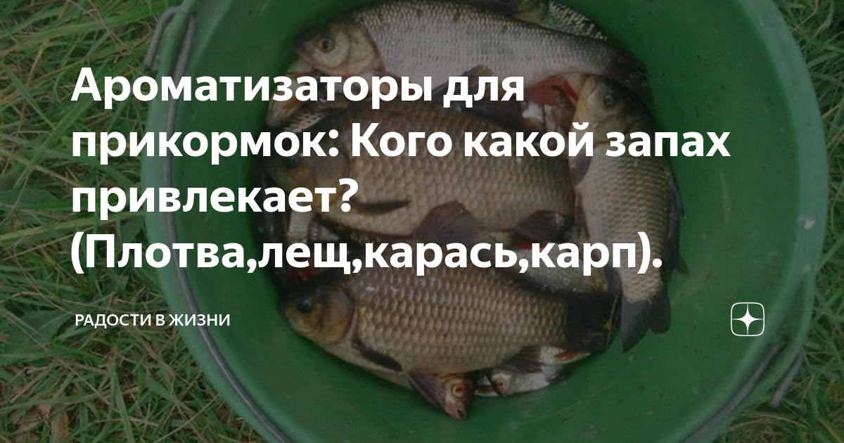 Ловля карася в ноябре: секреты и правила выбора наживки Рыбалка Лучший отдых Дзе