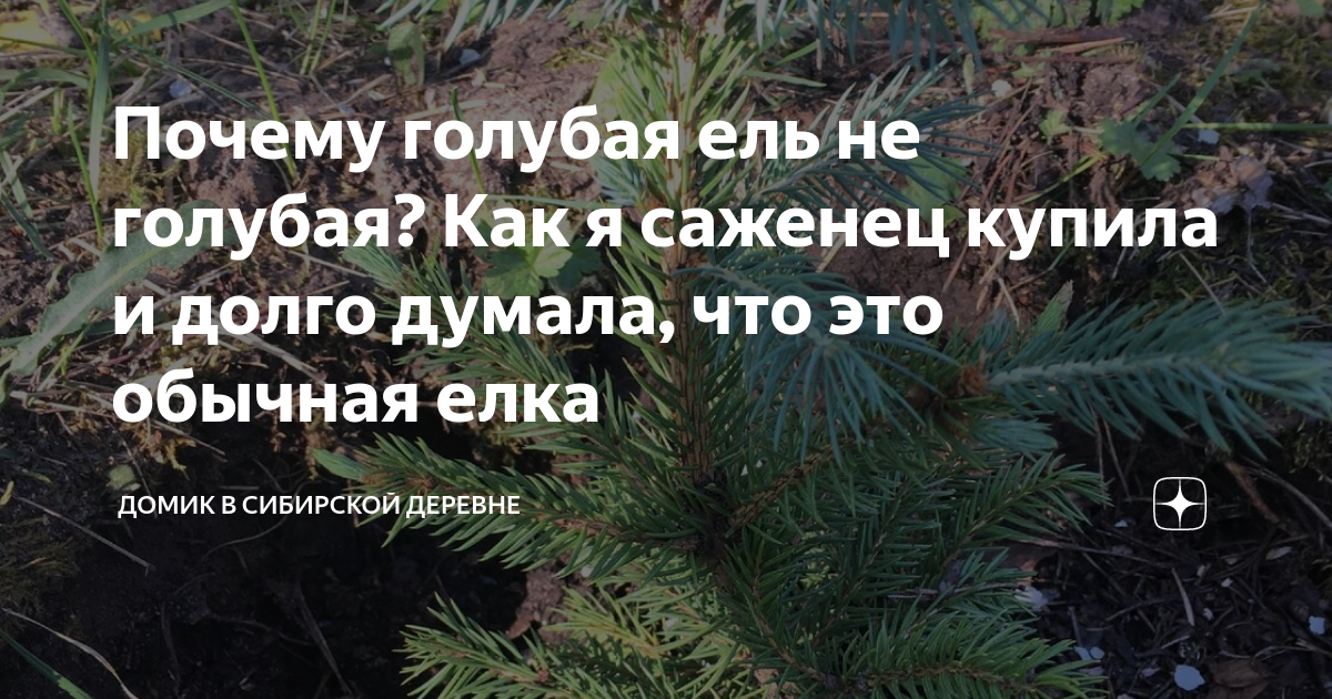 Почему голубая ель не голубая? Как я саженец купила и долго думала, что ...