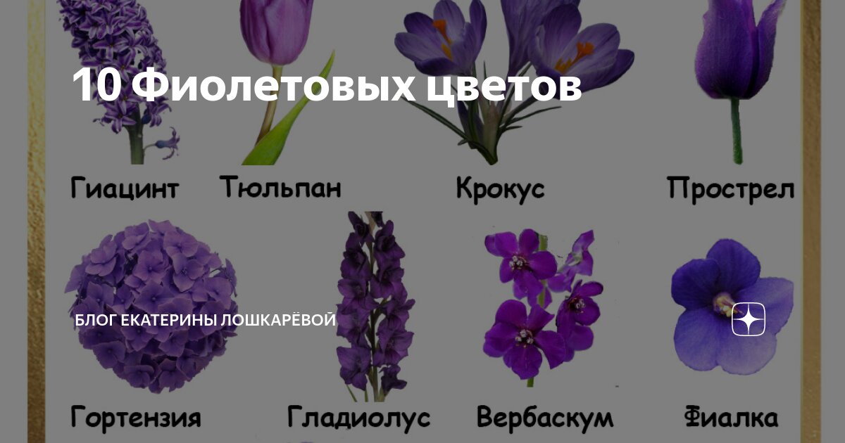 Фиолетовый цвет из цветов состоит