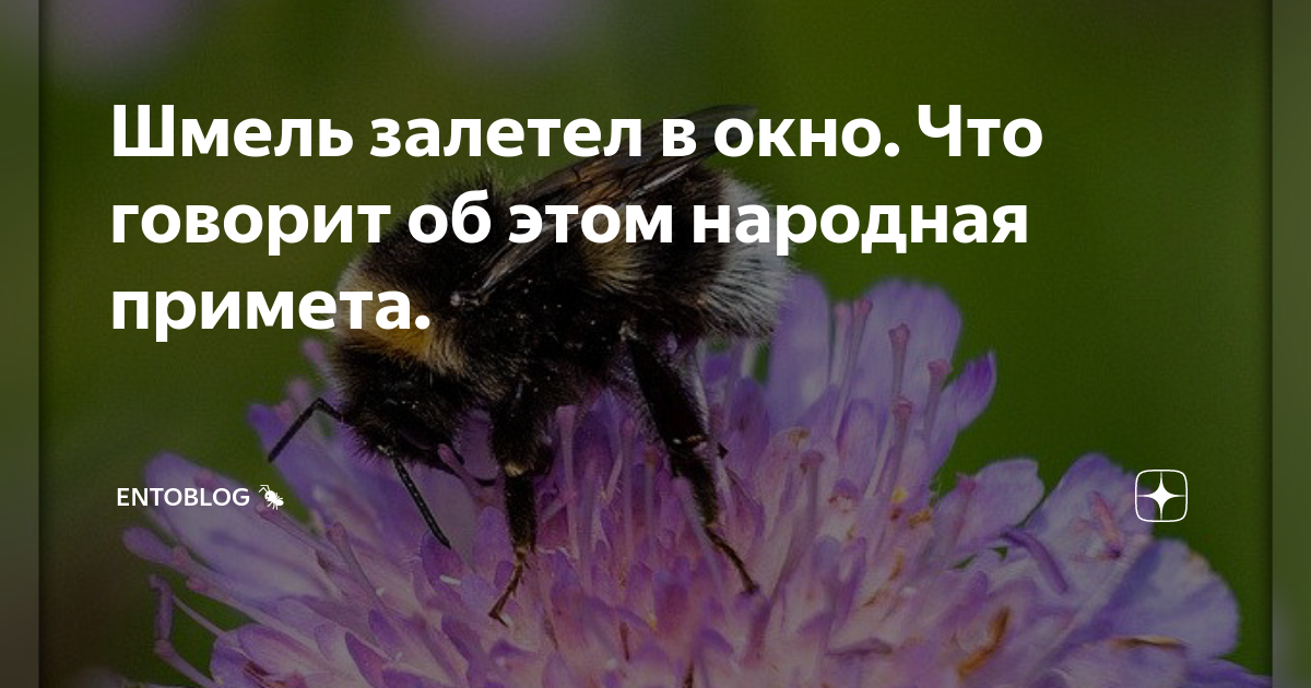 Шмель примета. Шмель залетел в окно примета. Примета Шмель залетел в окно это примета. Если залетел Шмель в окно примета. Шмель прилетел примета
