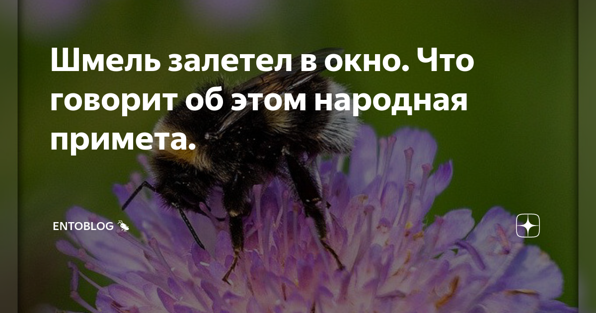 Примета залетел шмель. Шмель залетел в окно примета. Примета Шмель залетел в окно это примета. Если залетел Шмель в окно примета. Шмель прилетел примета.