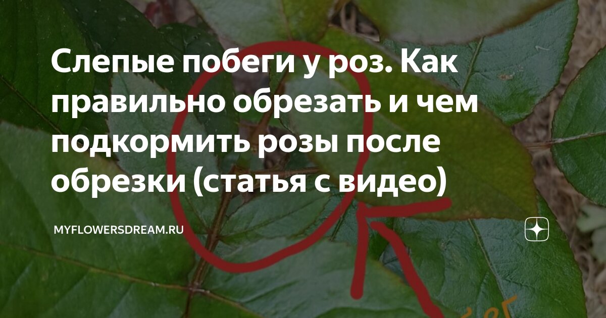 Слепой побег у розы. Слепые побеги на розах. Как обрезать Слепые побеги на розах. Слепые побеги на розах как определить.