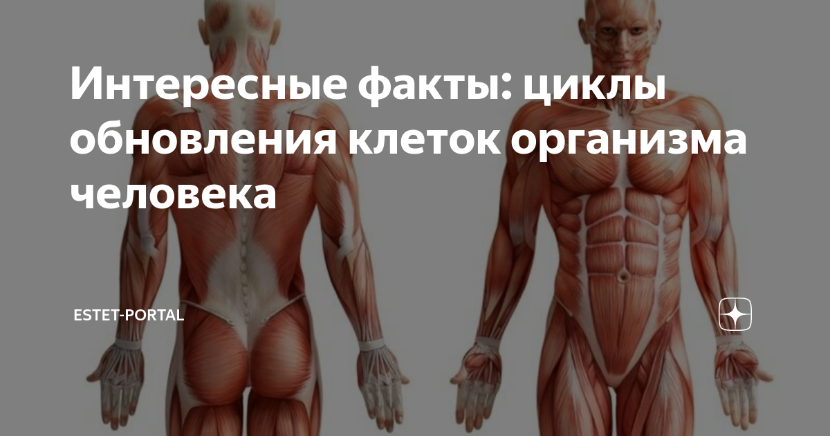 Обновления человека. Обновление клеток в организме. скорость обновления клеток организма человека. обновление клеток в организме человека сроки. время обновления клеток в организме человека таблица.