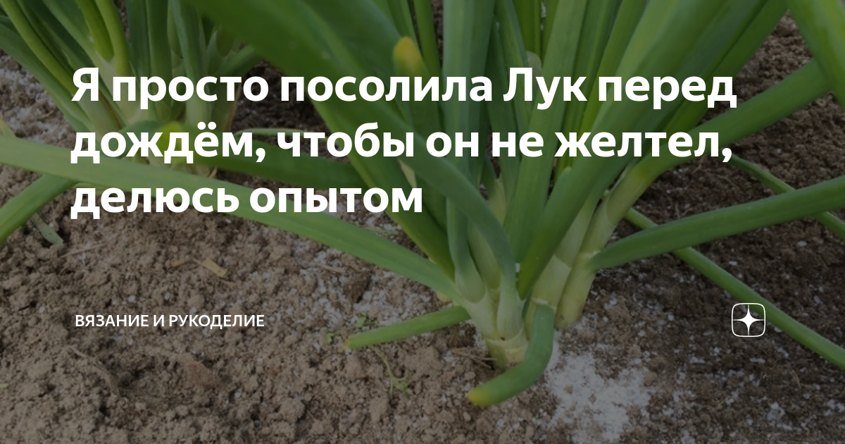 Чем можно полить лук от желтизны. Лук пожелтел. Желтеет лук чем полить. Чем полить лук чтобы не желтел