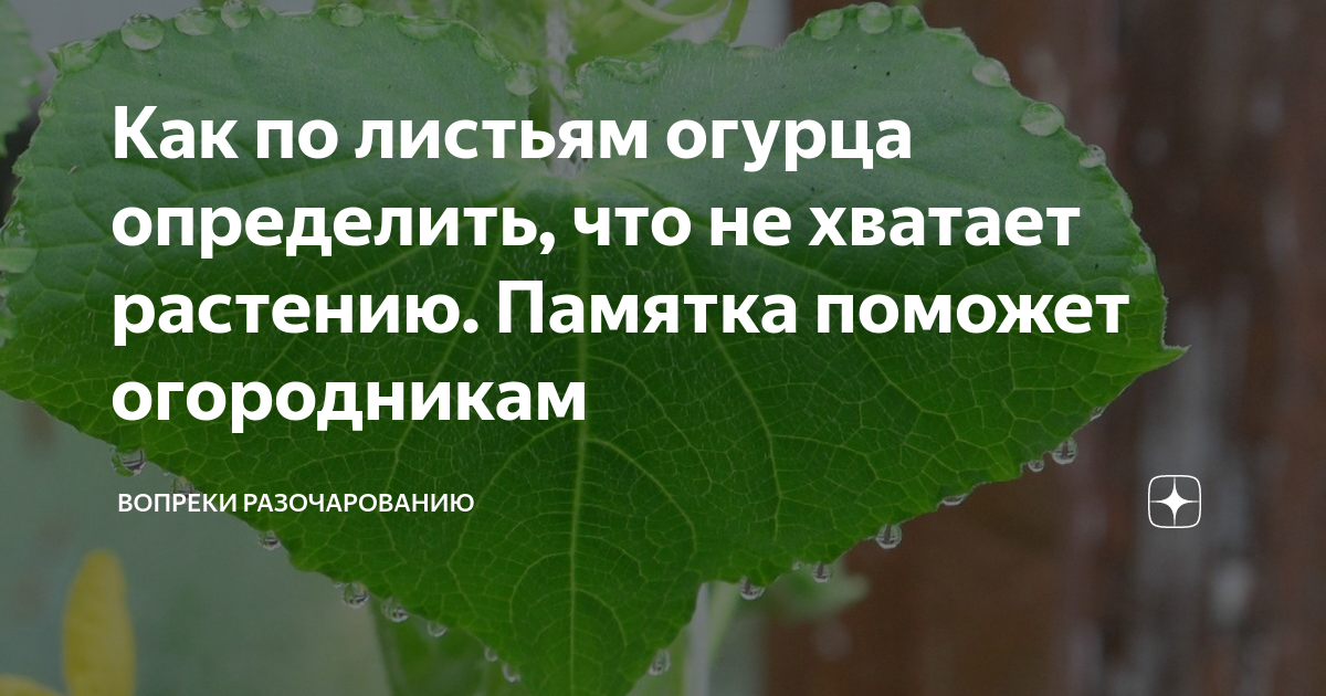 Огурцам не хватает магния. Что с огурцами определить по листу. Что не хватает огурцам по листьям. Чего не хватает огурцов по листьям. Определить по листьям чего не хватает огурцам.