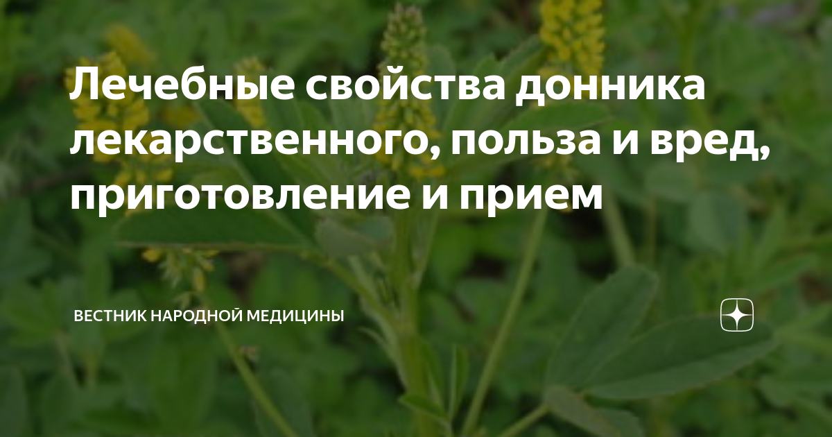 Лечебная трава донник лекарственный. Донник двухлетний желтый. Растение донник желтый. Донник лекарственный стебель. Донник лекарственное растение.