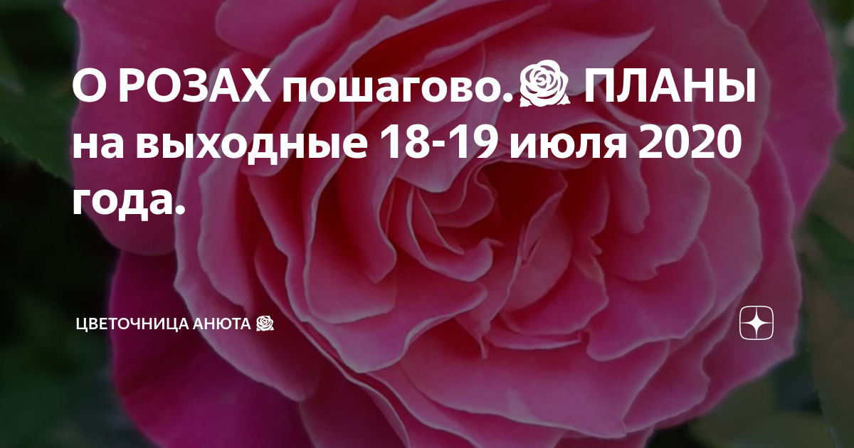 Цветочница Анюта розы дзен шпаргалка последняя. Цветочница Анюта розы. Цветочница Анюта розы дзен. Цветочница Анюта розы последняя.
