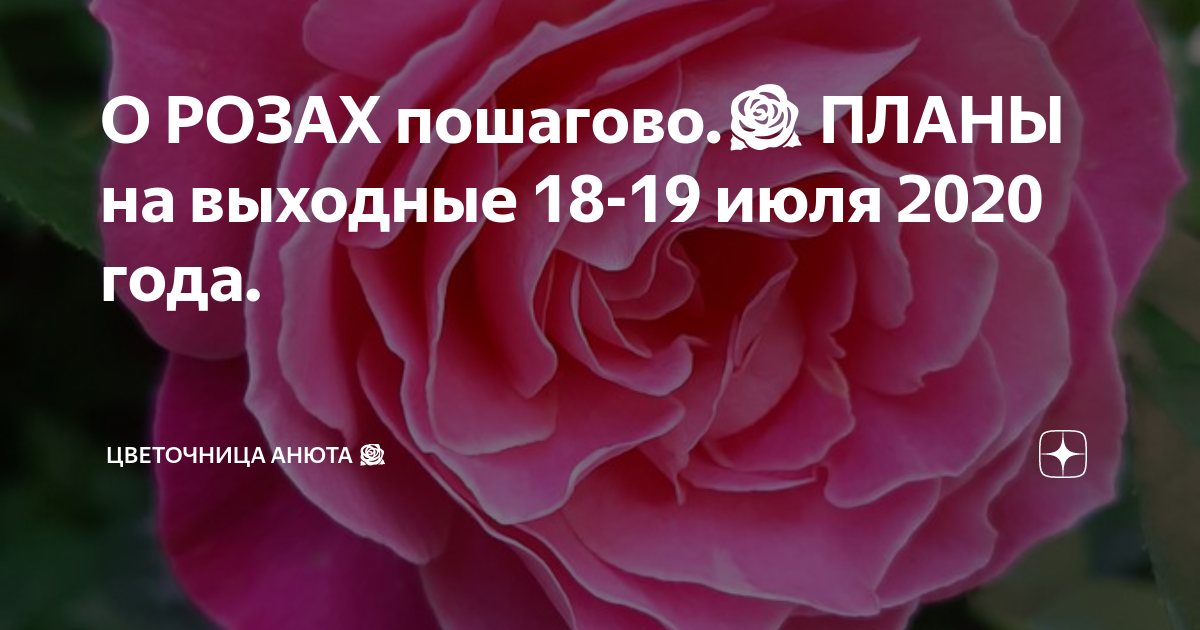 Цветочница анюта розы весной. Цветочница Анюта розы дзен. Цветочница Анюта розы. Цветочница Анюта розы последняя. Цветочница Анюта дзен розы последнее.