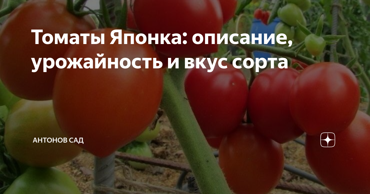 Сорта помидор которые разочаровали меня ! урожайный сад и огород Дзен