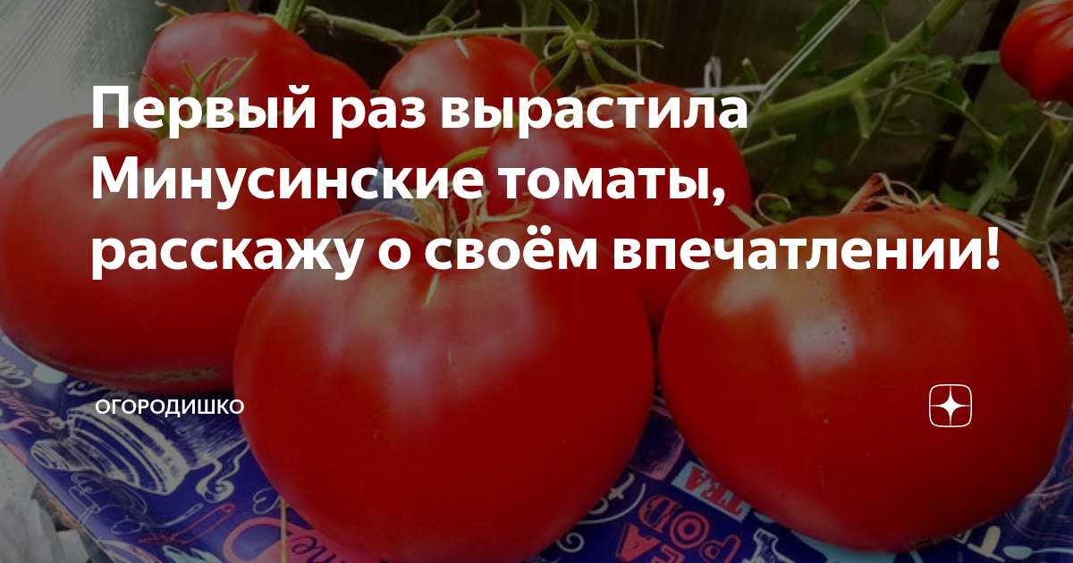 МИНУСИНСКИЕ томаты с СИБИРСКИМ здоровьем. Зеленый Огород Дзен