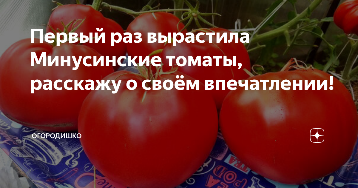 Минусинский бочковой томат описание и фото