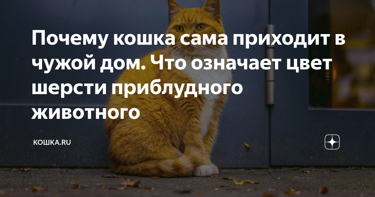 Почему кошка сама приходит в чужой дом. Что означает цвет шерсти  приблудного животного | Кошка.ru | Дзен