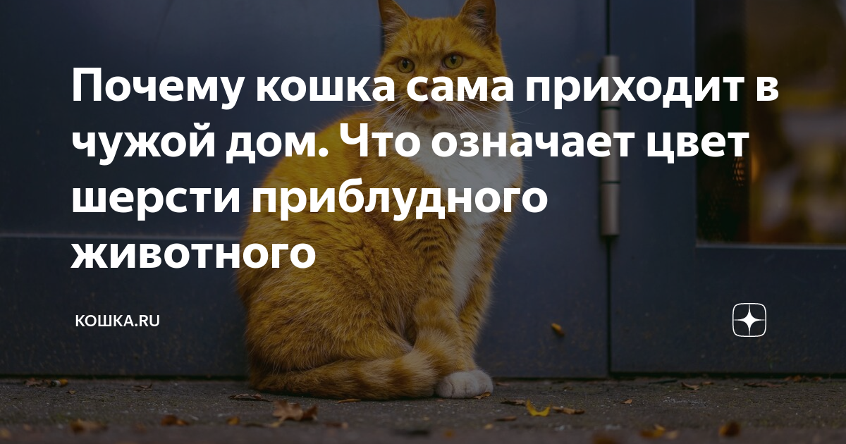 Чужая кошка. Кошка сама пришла к человеку что значит. Если кошка сама пришла в дом. Пришла приблудная кошка к чему-либо. Чужая кошка пришла в дом примета к чему.