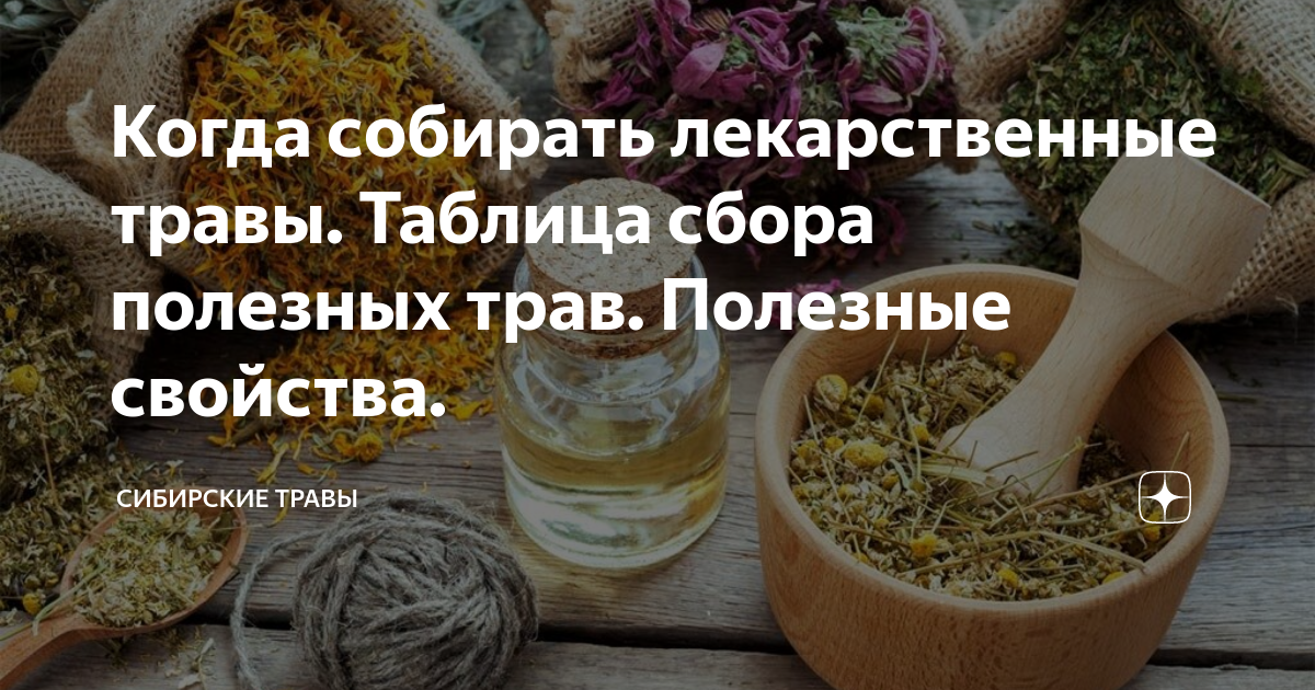 Когда собирать лекарственные травы. Таблица сбора полезных трав ...