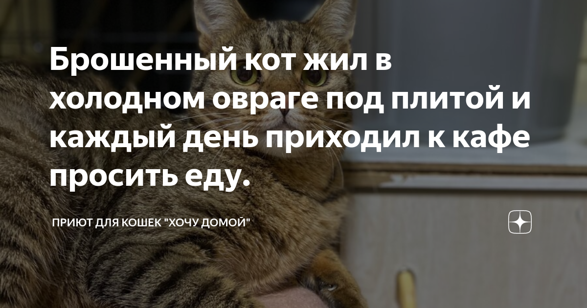 Брошенный кот жил в холодном овраге под плитой и каждый день приходил к ...