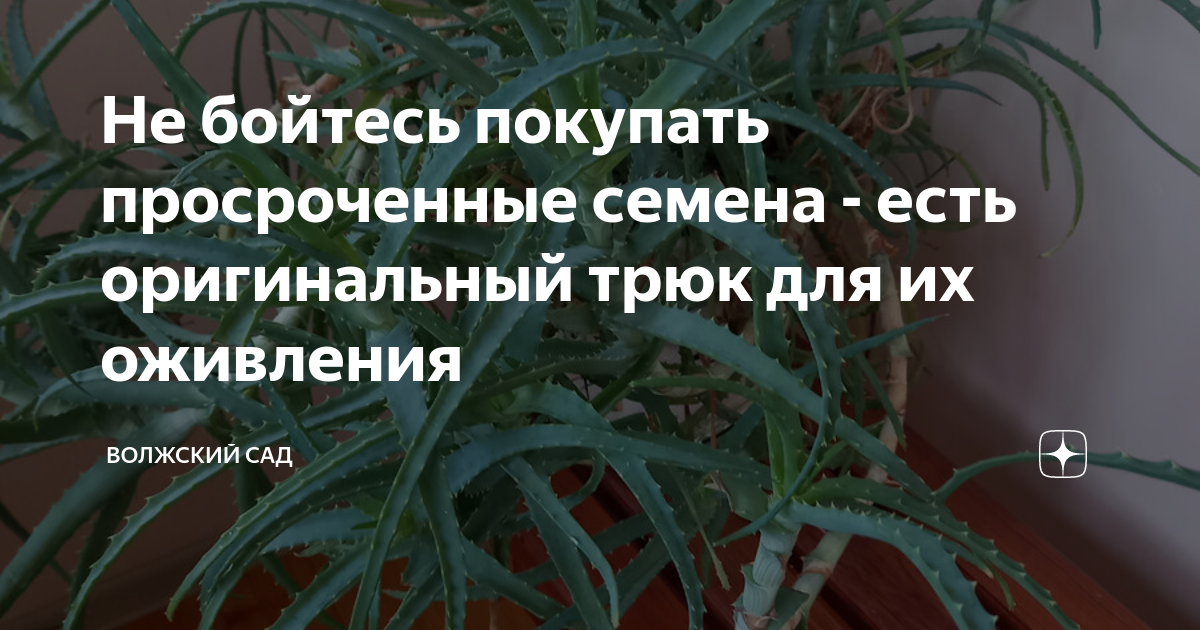 Не бойтесь покупать просроченные семена - есть оригинальный трюк для их ...