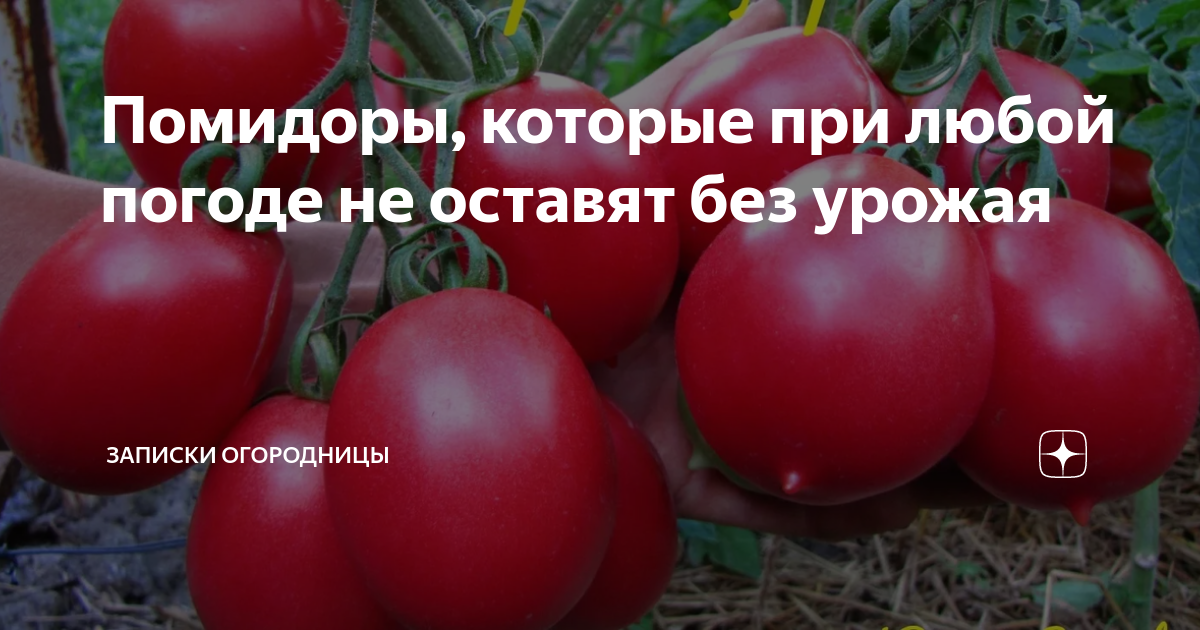 помидоры от а до я урожайный огород