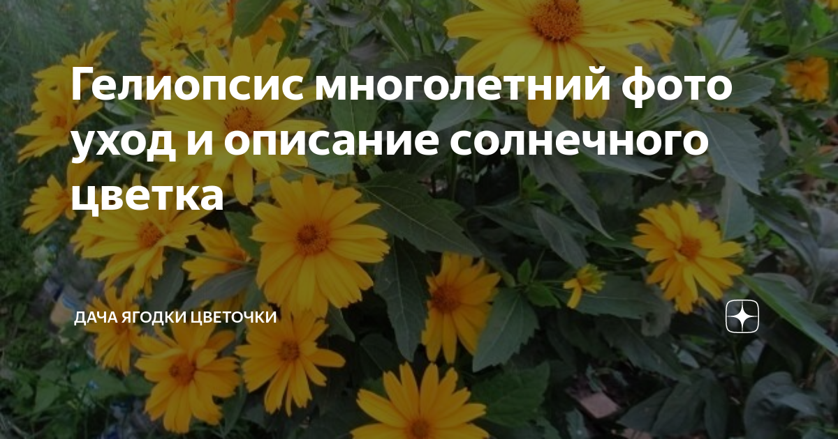 Ключевые особенности и характеристика растения