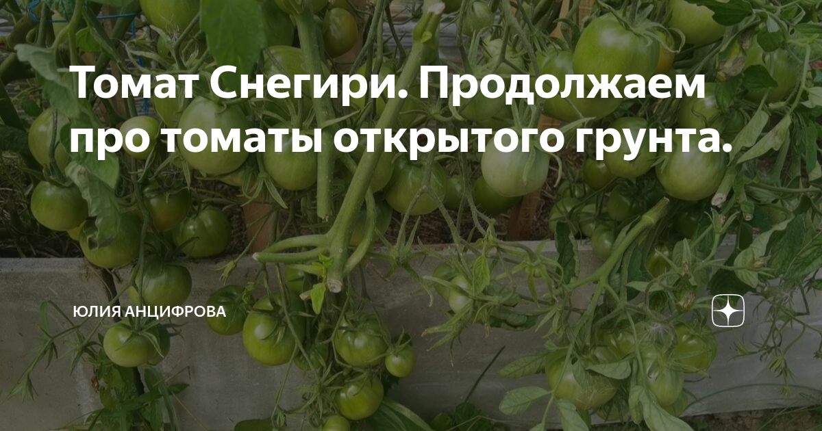 Томат Снегири. Продолжаем про томаты открытого грунта. | Юлия Анцифрова ...