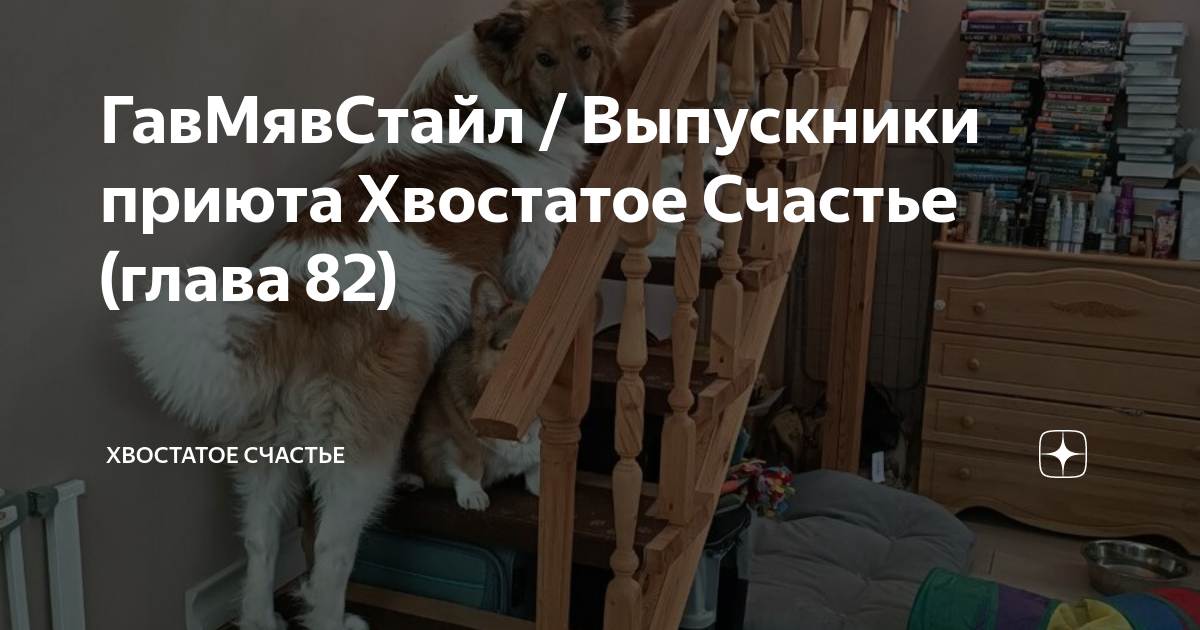Про бусю и баню дзен хвостатое счастье. Хвостатое счастье приют новое. Хвостатое счастье снежок собака. Хвостатое счастье дзен баня и Буся.