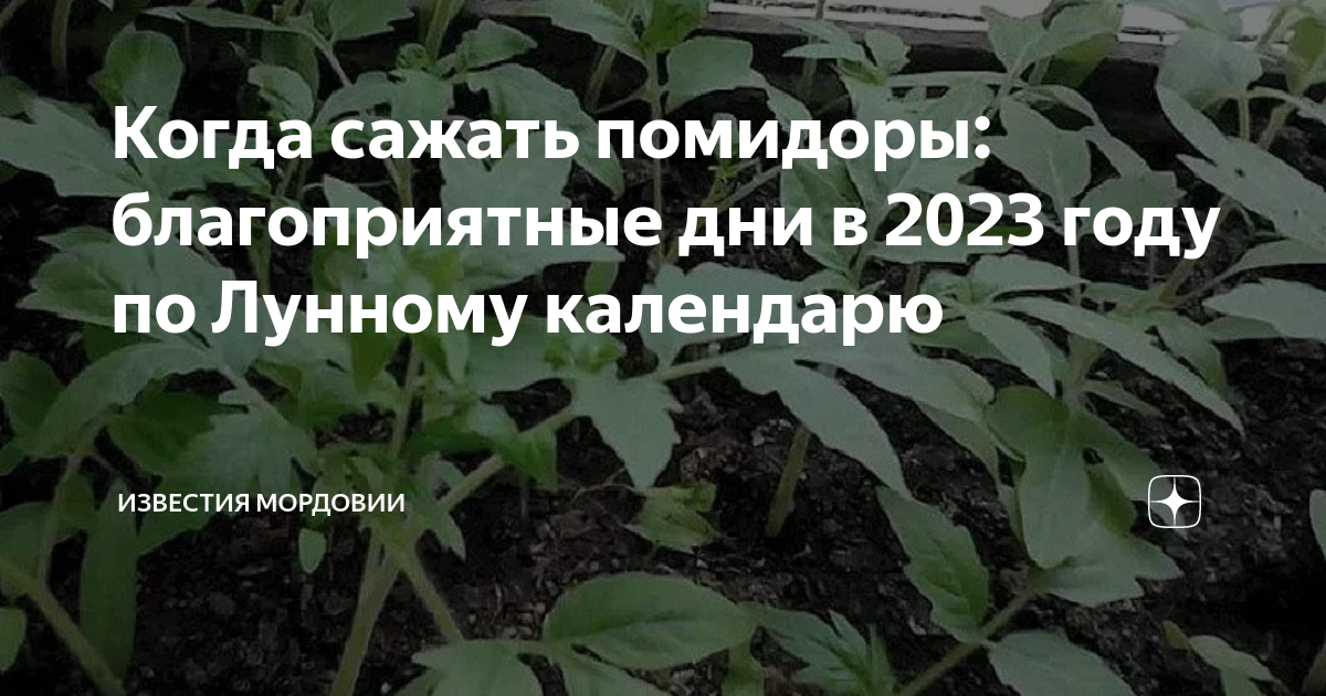 Когда сажать помидоры: благоприятные дни в 2023 году по Лунному ...