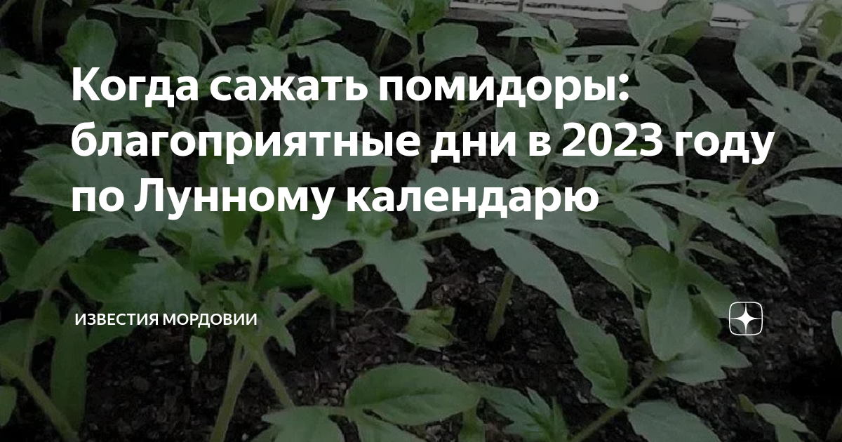 Дни для пересадки томатов в марте 2024