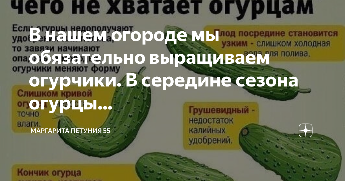 После чего лучше сажать огурцы