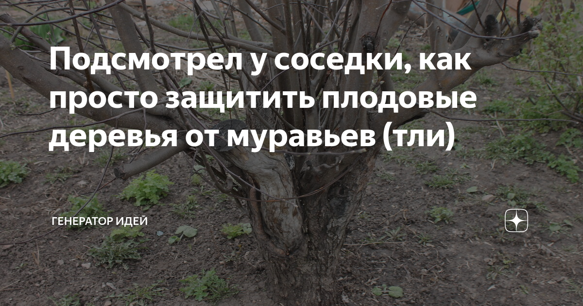 Подсмотрел у соседки, как просто защитить плодовые деревья от муравьев ...