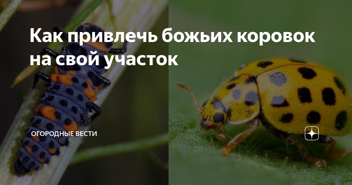 Самая красивая божья коровка. The most beautiful ladybug.