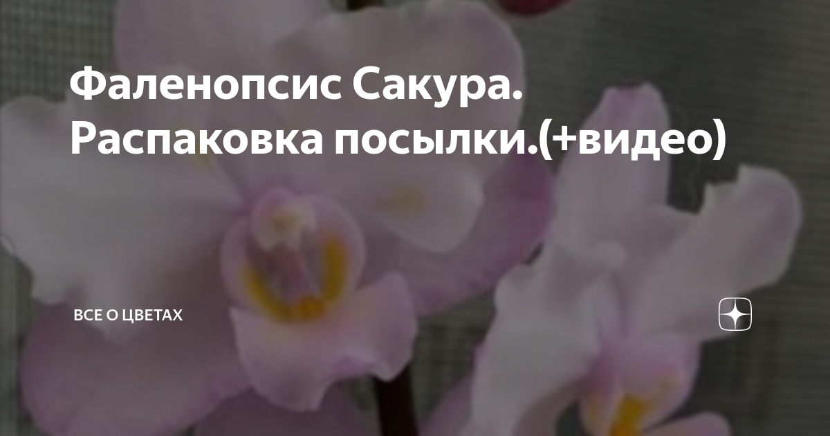 Фаленопсис Сакура. Распаковка посылки.(+видео) | Все о цветах | Дзен