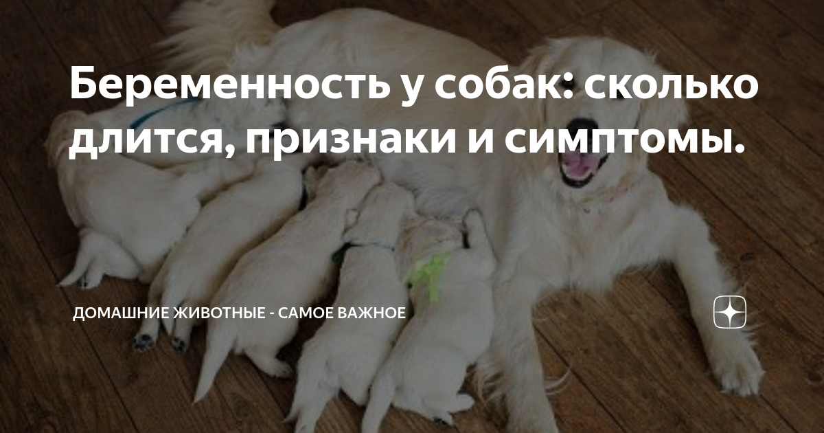 Беременность у собак: сколько длится, признаки и симптомы. | Про ...