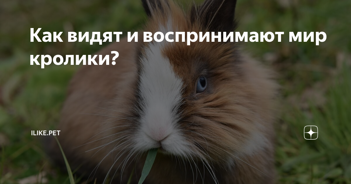Как видят кролики