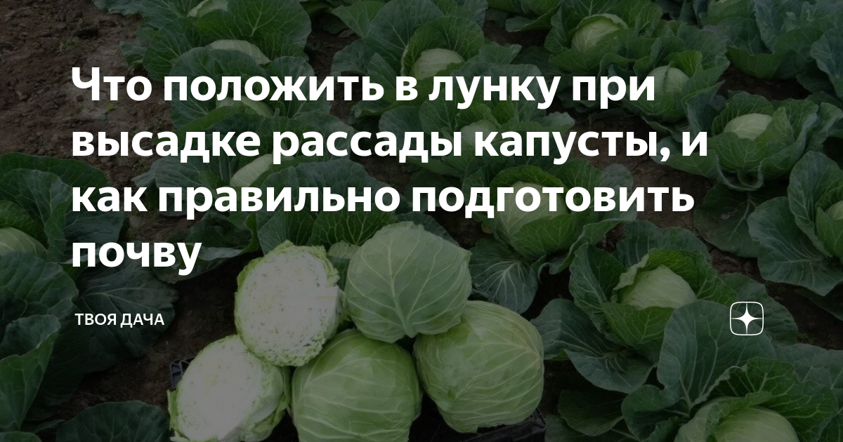Что положить при посадке капусты от килы. Что положить в лунку при высадке капусты. что положить в лунку при посадке капусты в открытый грунт рассадой. лунки под капусту. в лунку для посадки капусты.